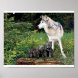 Wolf babysitting pups