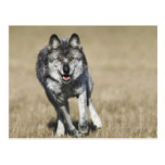 Wolf (Canis Lupus) Running Towards Camera Post Cards