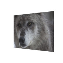 Wolf (Canus lupus) from Yellowstone National Canvas Prints