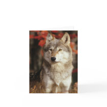 Wolf Cards