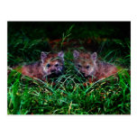 Wolf Cubs Post Card