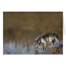 Wolf Drinking Water From A Pond Greeting Card