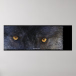 WOLF EYES Wildlife Art Poster posters