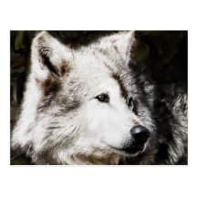 wolf head study postcard