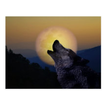 Wolf howling at the moon post cards