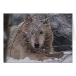 Wolf in Snow Card