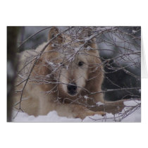 Wolf in Snow Card