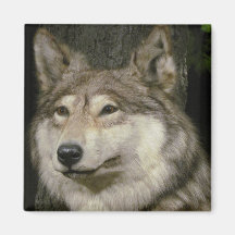 Wolf Magnet