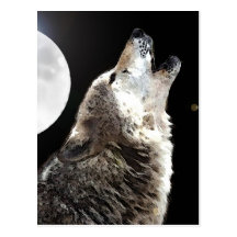 Wolf & Moon Postcards