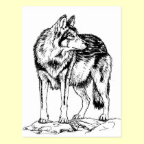 Wolf on Rocks Sketch postcards