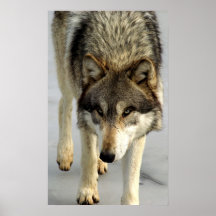 Wolf on the Hunt Print