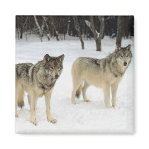 Wolf Pack Refrigerator Magnet