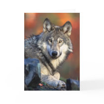 Wolf Photograph