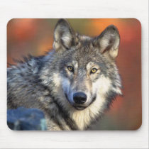 Wolf Photograph mousepads