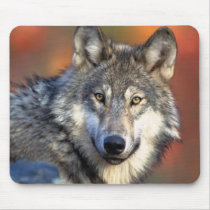 Wolf Photograph mousepads