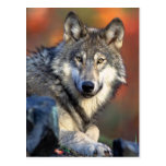 Wolf Photograph Post Card