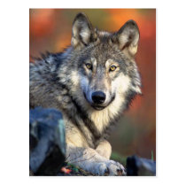 Wolf Photograph postcards