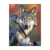 Wolf Photograph