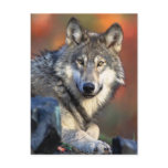 Wolf Photograph postcards