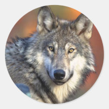 Wolf Photograph Round Sticker