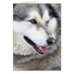 Wolf Portrait Card