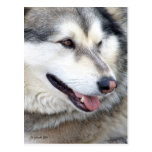 Wolf Portrait Postcards