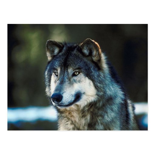 wolf post card