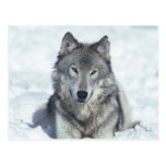 Wolf Post Card