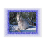 Wolf Postcard