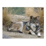 Wolf Postcard