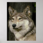 Wolf Poster