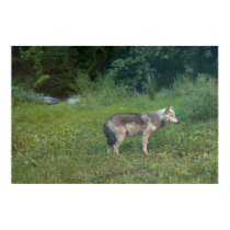 Wolf posters