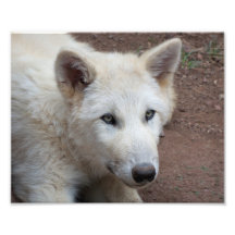Wolf Pup Photograph