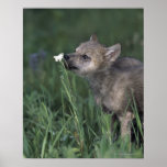 Wolf Puppy Sniffing Mountain Wildflower Poster