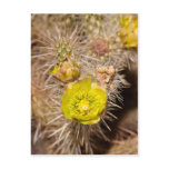 Wolf’s cholla Cactus Post Card