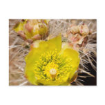 Wolf’s cholla Cactus Postcards