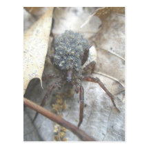 Wolf Spider Babies Egg Case Postcard