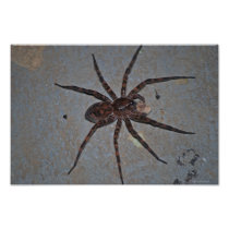Wolf Spider photo print