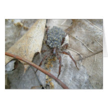 Wolf Spider with Babies on Back Note Card