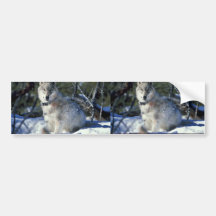Wolf watches biologists in Yellowstone National Pa Bumper Stickers