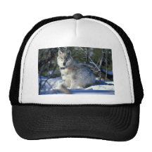 Wolf watches biologists in Yellowstone National Pa Mesh Hats