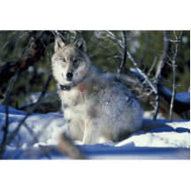 Wolf watches biologists in Yellowstone National Pa Photo Cut Outs