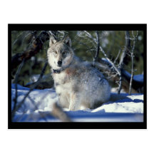 Wolf watches biologists in Yellowstone National Pa Post Cards