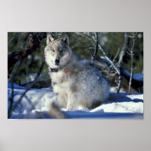 Wolf watches biologists in Yellowstone National Pa Poster
