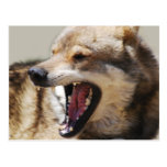 Wolf's Fangs Post Cards