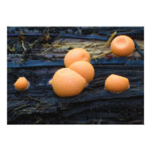 Wolf's Milk Groening's Slime Lycogala Epidendrum Personalized Invite