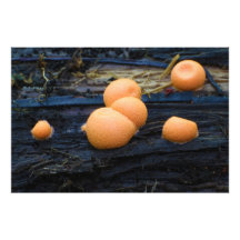Wolf's Milk Groening's Slime Lycogala Epidendrum Photo