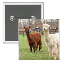 Wolly Llamas ~ button