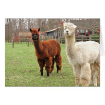 Wolly Llamas ~ card