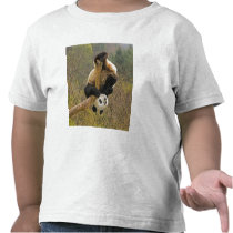 Wolong Panda Reserve, China, 2 1/2 yr old